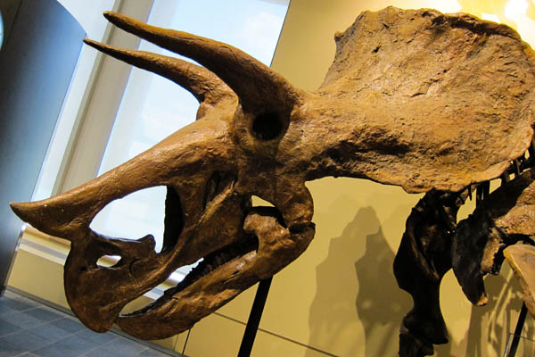Triceratops skull, Museum of Nature, Ottawa